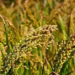 Millet vs. Other Grains: Which One’s Right for You?